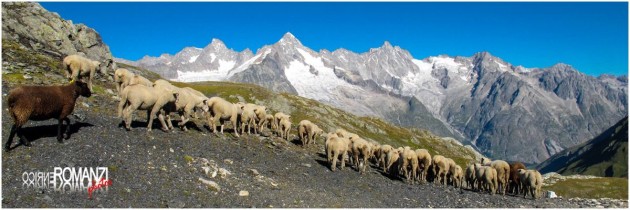 Gregge al Col Fenêtre de Ferret (Valle del Gran San Bernardo)