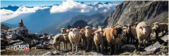 Gregge al Col Fenêtre de Ferret (Valle del Gran San Bernardo)