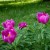 Peonie