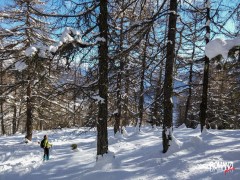 La magia del bosco subito dopo una nevicata (Barasson   Saint Oyen)