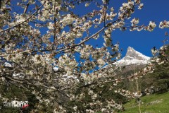 La primavera incornicia il Mont Avic (Champdepraz)
