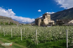 Meli in fiore davanti al Castello Sarriod de La Tour