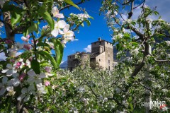 Meli in fiore davanti al Castello Sarriod de La Tour