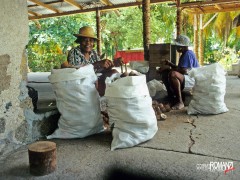 Seychelles   lavorazione della copra