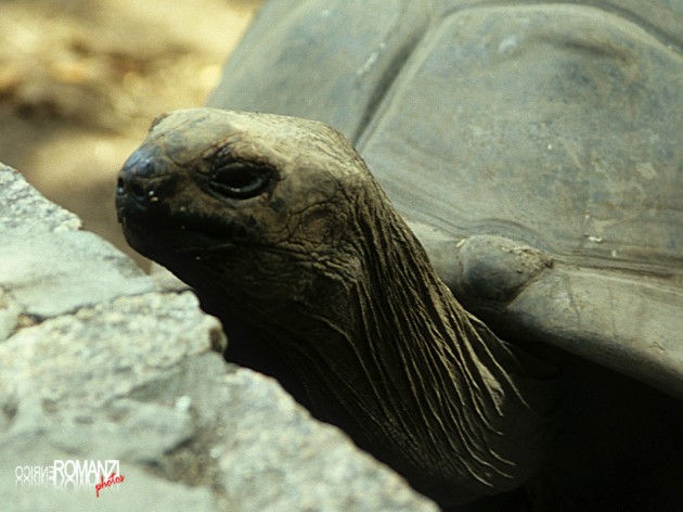 Seychelles   tartaruga gigante
