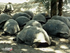 Seychelles   tartarughe giganti