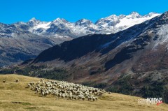 Gregge di pecore al pascolo davanti ai ghiacciai del Rutor