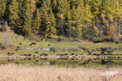 Mucche al pascolo sulle sponde del lago di Loz (Valtournenche)