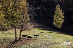 Mucche al pascolo in autunno (Valtournenche)