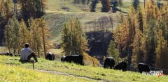 Pastore e mucche al pascolo in autunno