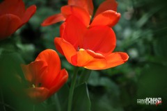 Messer Tulipano
