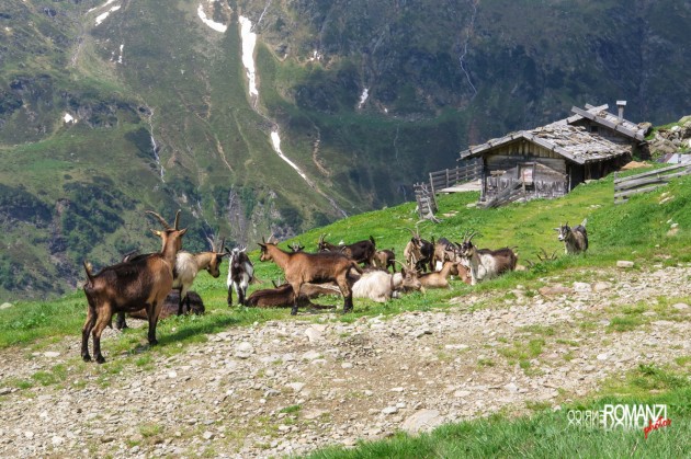 Alpeggio nella Val Ridanna (Bolzano)