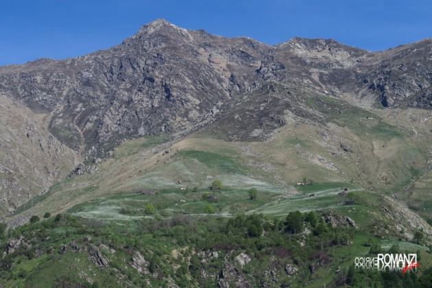 Fioritura dei narcisi sulle montagne di Castelnuovo Nigra