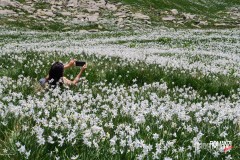 Fioritura dei narcisi sulle montagne di Castelnuovo Nigra
